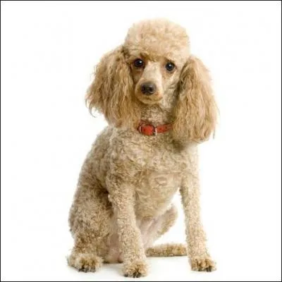 De quelle race s'agit-il ?