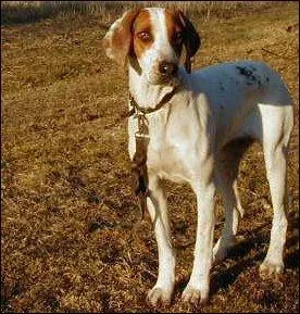 De quelle race s'agit-il ?