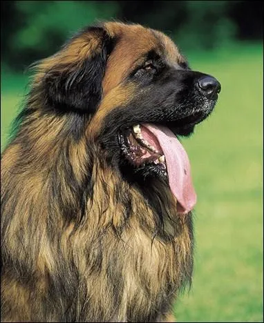 De quelle race s'agit-il ?