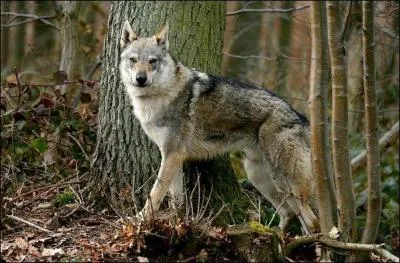 De quelle race s'agit-il ?