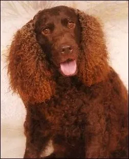 De quelle race s'agit-il ?