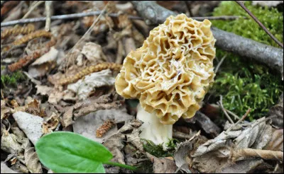 Quel type de champignon apercevons-nous ici ?
