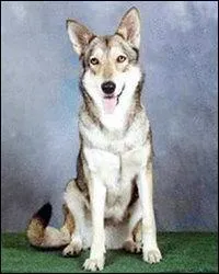 De quelle race s'agit-il ?