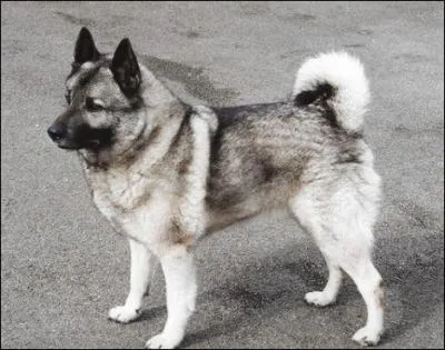 De quelle race s'agit-il ?