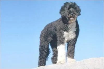 De quelle race s'agit-il ?