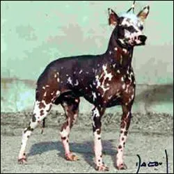 De quelle race s'agit-il ?