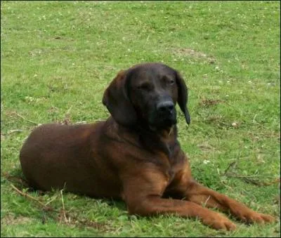 De quelle race s'agit-il ?