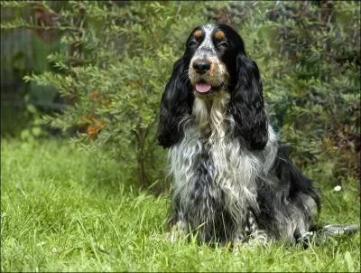 De quelle race s'agit-il ?