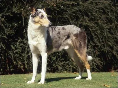 De quelle race s'agit-il ?