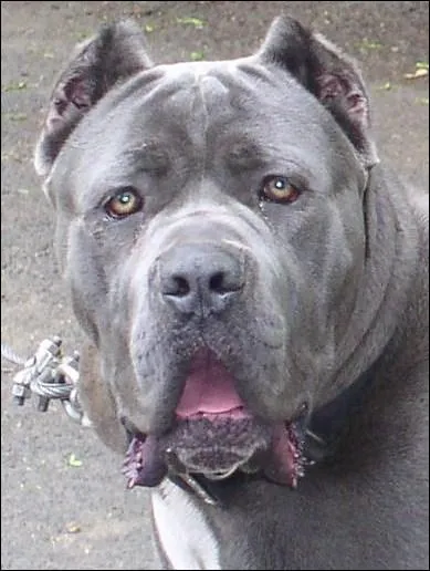 De quelle race s'agit-il ?