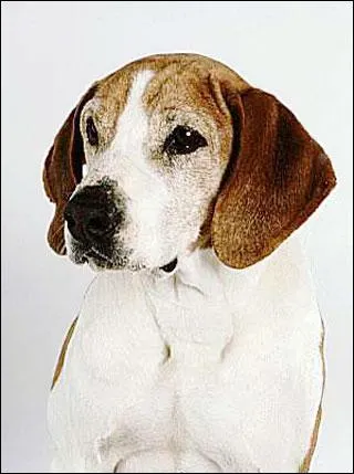 De quelle race s'agit-il ?