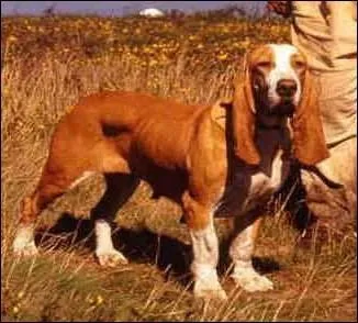 De quelle race s'agit-il ?