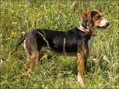 De quelle race s'agit-il ?