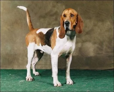 De quelle race s'agit-il ?