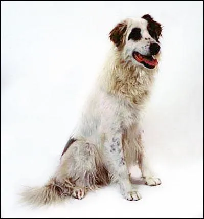 De quelle race s'agit-il ?