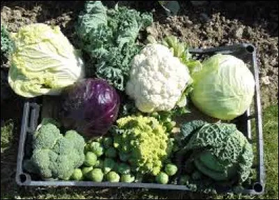 Que savez-vous faire à la mode de chez nous ?