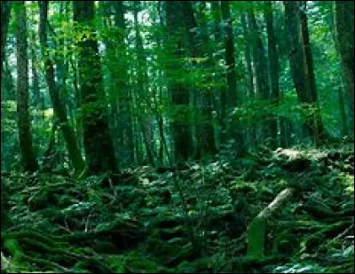 Passons à un lieu morbide, la forêt d'Aokigahara. Cette forêt est un des lieux les plus hantés du Japon. Elle est très connue pour les gens qui y vont pour se suicider. En 2005 et 2007, combien de suicides s'y sont produits ?