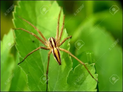 Quel est cet animal ?