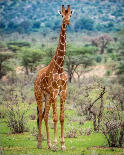 Quel est cet animal ?