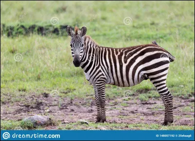 Quel est cet animal ?