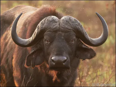 Quel est cet animal ?