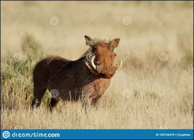 Quel est cet animal ?