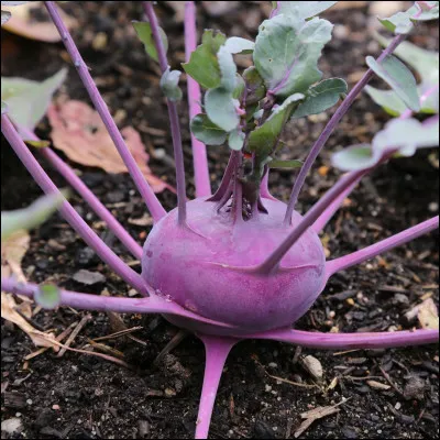 Les élèves en cours de botanique doivent récupérer le pus de Bubobulb. Madame Pomfresh en a besoin pour :