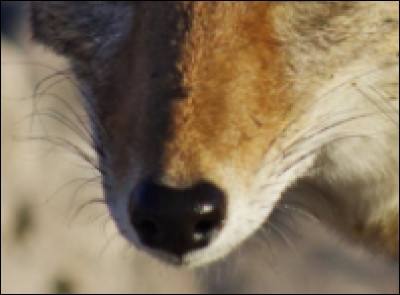 Tu reconnais cet animal rien qu'en observent son museau :