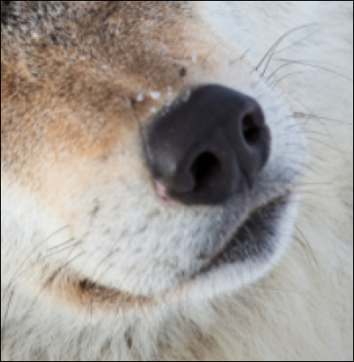 Quel animal est-ce ?