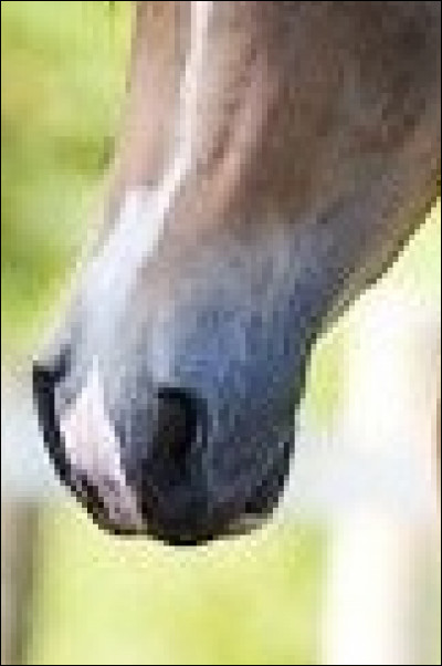 Ça tout le monde le sait, sur l'image c'est un cheval, mais saurais-tu reconnaître cette race ?