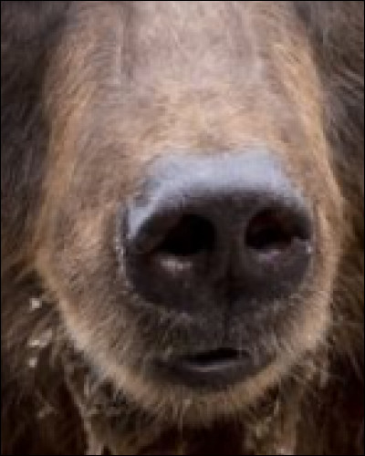 Reconnais-tu ce museau ?