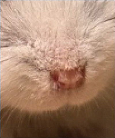 Celui-là aussi est un peu difficile à reconnaître :