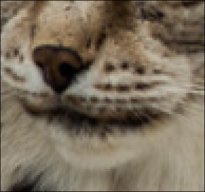 Reconnais-tu ce museau ?