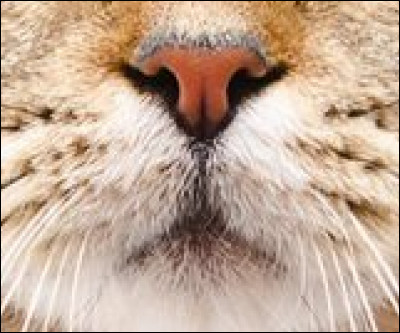 Reconnais-tu celui-là ?