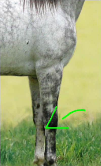 Comment appelle-t-on les jambes d'un cheval ?