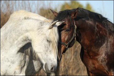Un cheval peut se reproduire avec un poney.