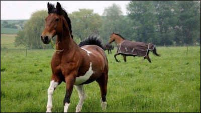 Quelle est la plus longue dur&eacute;e de vie d'un cheval ?