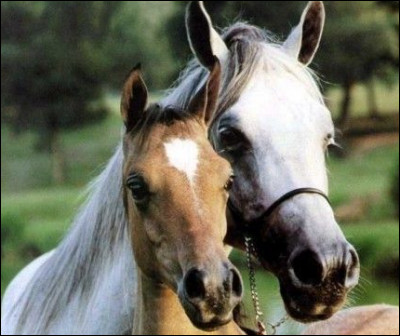 Jusqu'&agrave; combien de petits peut avoir une jument dans sa vie ?