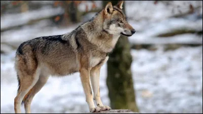 Quelle est la longueur du mâle adulte ?