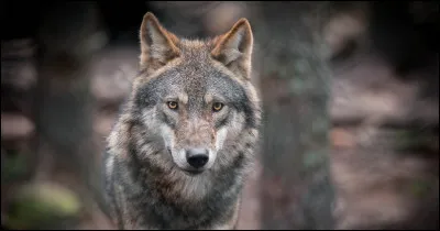 Combien pèse le mâle adulte ?