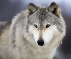Quiz Loups