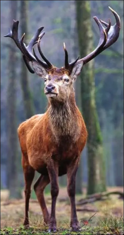 Combien pèse-t-il ?