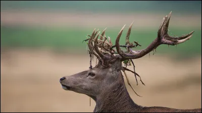 Combien de jours dure sa période de gestation ?