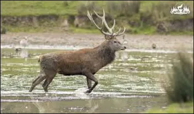 De quelle famille est-il ?