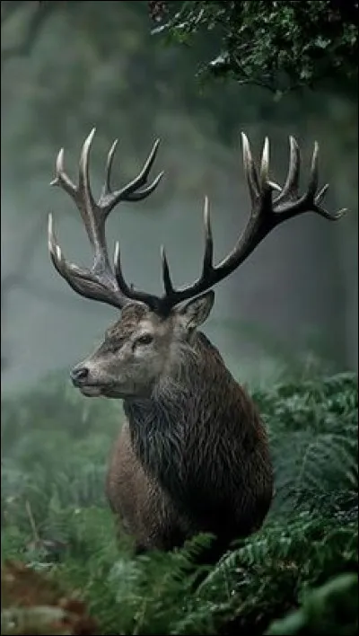 Et comment dit-on cerf en latin ?