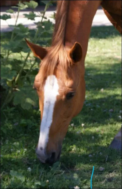 Quelle est cette marque blanche sur la tête du cheval ?