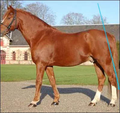 Quelle est la robe de ce cheval ?