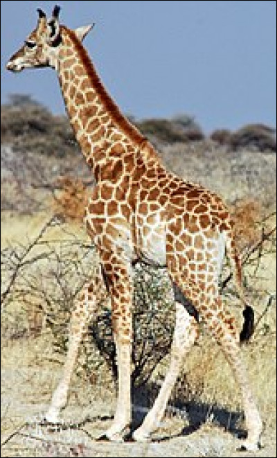 Quelle est la longueur d'une girafe adulte ?
