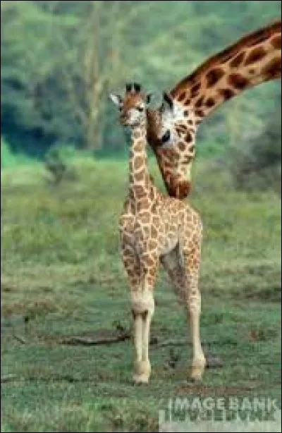 Quelle est la durée de sa période de gestation ?