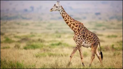 Comment dit-on girafe en latin ?